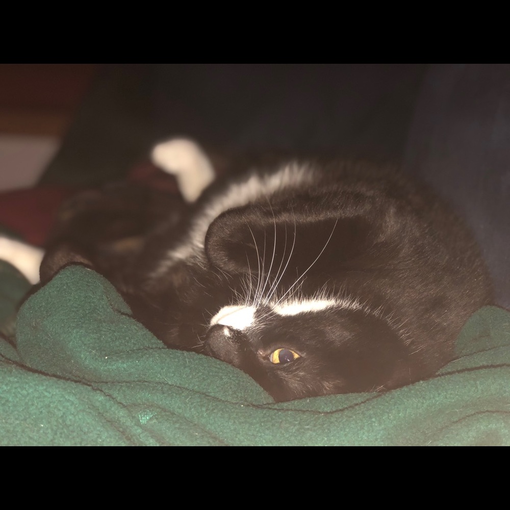 Meet your Posher, Natalya